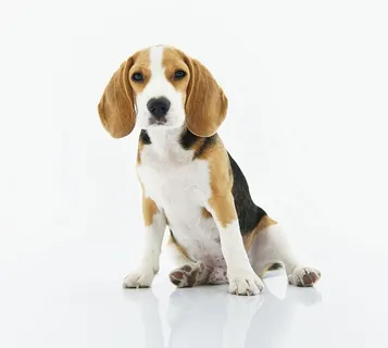 小猎犬 小猎犬