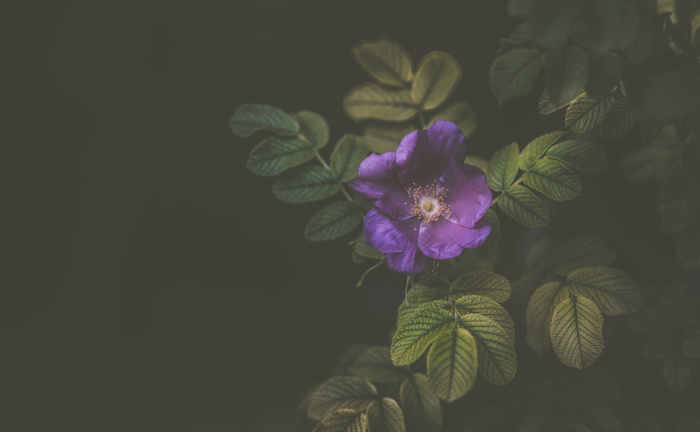 紫罗兰，花，花瓣，花朵，自然，植物，花园，黑暗