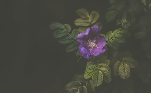 紫罗兰,花,花瓣,花朵,自然,植物,花园,黑暗 紫罗兰,花,花瓣,花朵,自然,植物,花园,黑暗
