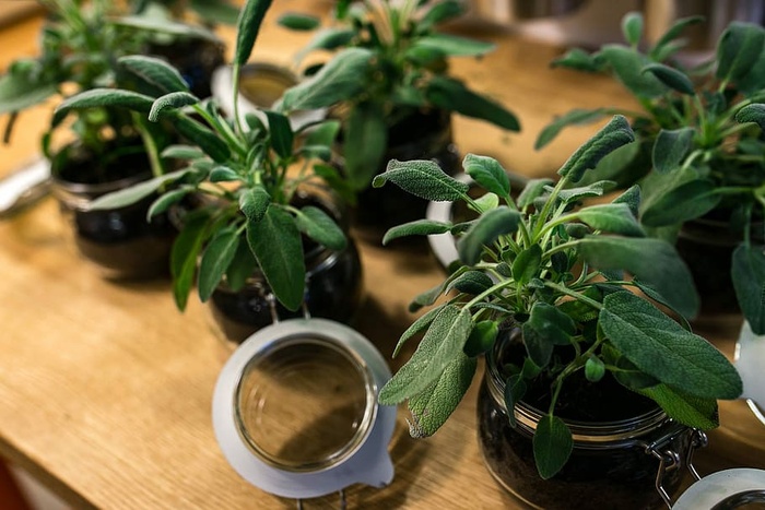 桌子上玻璃瓶里的绿色植物