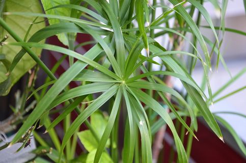 纸莎草，永远绿色，自然，植物，植物部分，叶子，生长，绿色