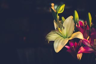 花朵，花朵，百合，自然，花朵，植物，花朵，花瓣