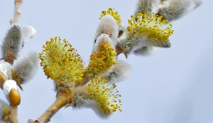 自然，植物，树木，牧场，柳絮，花朵，毛茸茸的，光