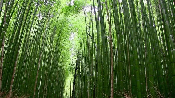 竹子,森林,植物,日本,自然,竹子-植物,树,叶 竹子,森林,植物,日本,自然,竹子-植物,树,叶