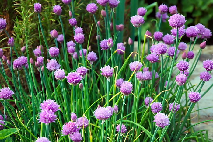 紫色花，韭菜，花，紫色，韭菜花，春天，花园，植物