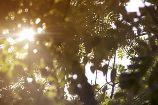 树, 夏天, 阳光, Goldenhour, 植物, 阳光, 增长, 自然