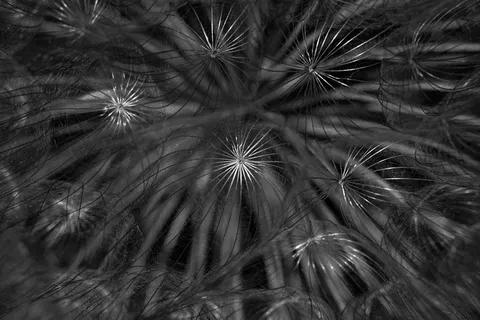 希腊, 阿利莫斯, 帕尼山, 微距摄影, 花, 植物, 春天, 自然之美