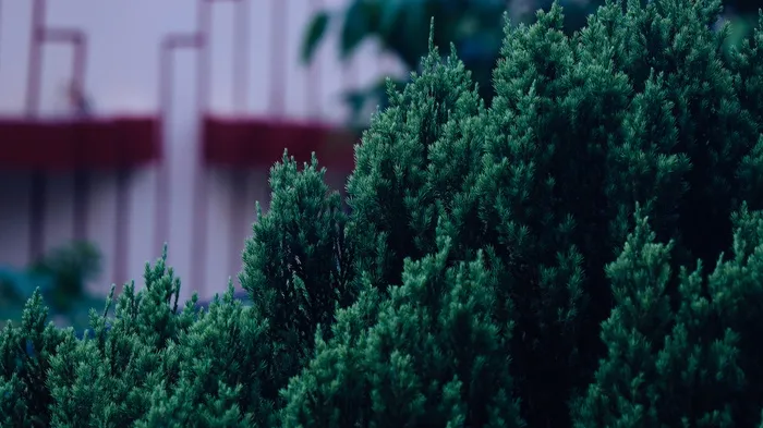 印度，曼德拉，山脉，焦点，傍晚，绿色，自然，树叶
