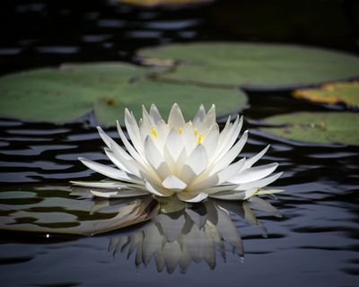 睡莲垫、白色、花朵、睡莲、开花植物、湖泊、水、大自然之美 睡莲垫、白色、花朵、睡莲、开花植物、湖泊、水、大自然之美