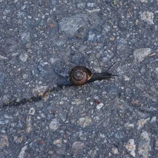 海螺，蜗牛，软体动物，慢，野生动物，一个动物，动物，动物主题