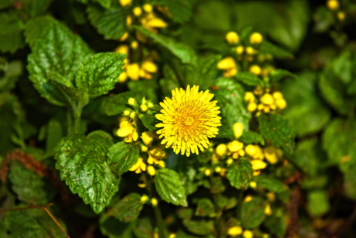 蒲公英，花，植物，食用，药用，蒲公英，开花，多年生