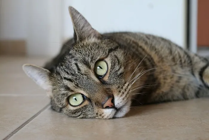 灰色，棕色，斑猫，猫，地板，动物，猫，猫