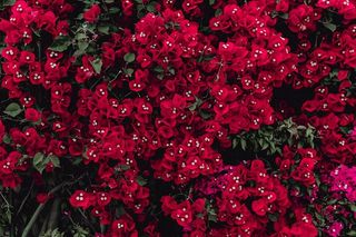 葡萄牙三角梅树的红色花朵