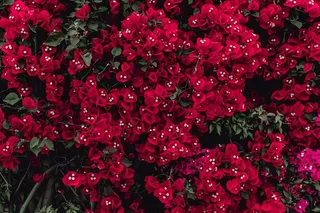 葡萄牙三角梅树的红色花朵