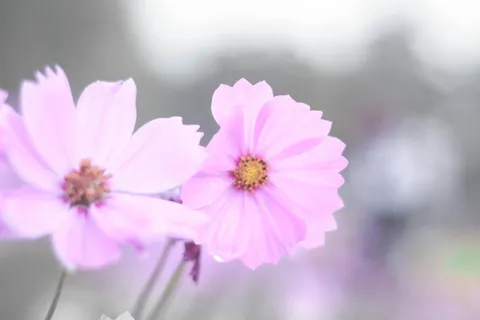 花朵,粉色,成对,户外,自然,温和,花朵,开花植物 花朵,粉色,成对,户外,自然,温和,花朵,开花植物