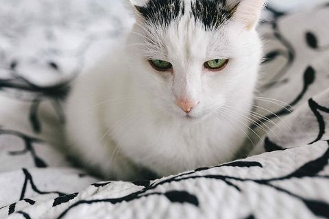 白色悲伤猫的肖像