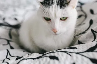 白色悲伤猫的肖像