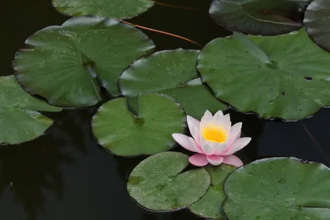 大自然,花,池塘,睡莲,睡莲,植物,睡莲,叶子 大自然,花,池塘,睡莲,睡莲,植物,睡莲,叶子