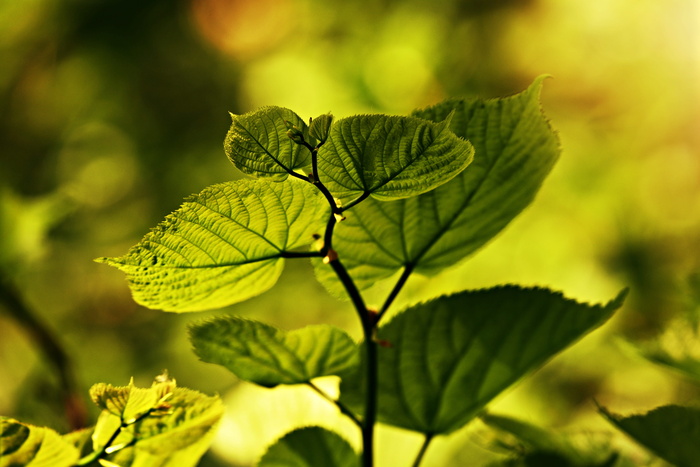 叶、叶脉、图案、细枝、树叶、植物、绿色、生态