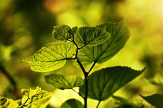 叶、叶脉、图案、细枝、树叶、植物、绿色、生态