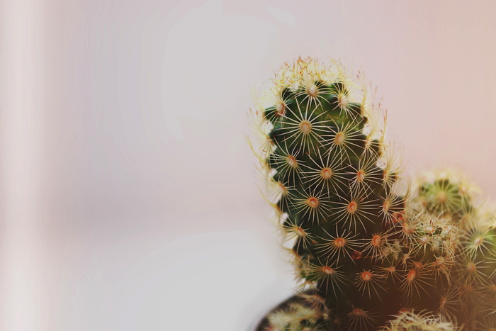仙人掌特写照片