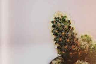 仙人掌特写照片