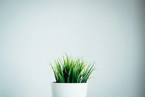 白色陶瓷花瓶中绿叶植物 白色陶瓷花瓶中绿叶植物