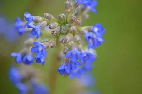 小花,紫色,蓝色,小花,开花,开花,结花,野花 小花,紫色,蓝色,小花,开花,开花,结花,野花