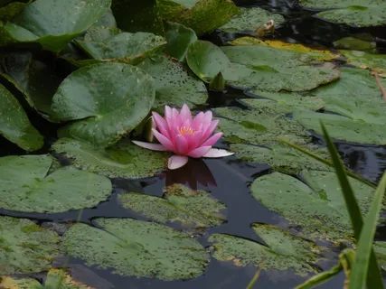 睡莲、冥想、禅宗、粉色、花朵、睡莲、湖泊、开花植物 睡莲、冥想、禅宗、粉色、花朵、睡莲、湖泊、开花植物