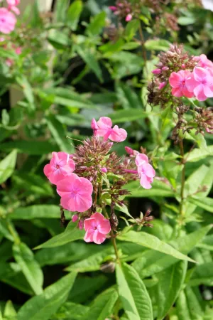 福禄考、粉红色、法本普拉赫、花卉、植物、花园、花朵