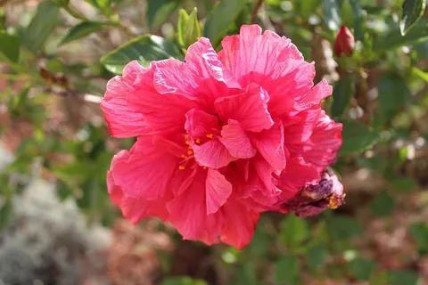 花，植物，粉色，美丽，花，植物，夏天，花园