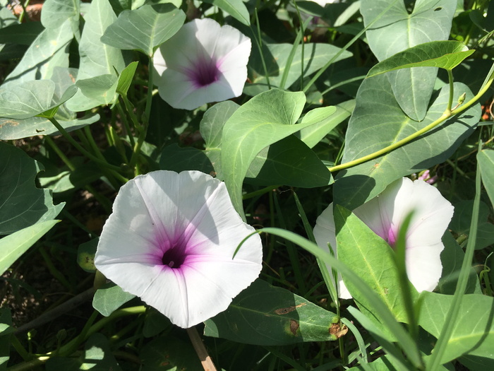 花、紫罗兰色、星形、叶子、绿色、植物性、古董、复古