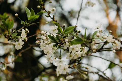 白色花瓣的花朵 白色花瓣的花朵