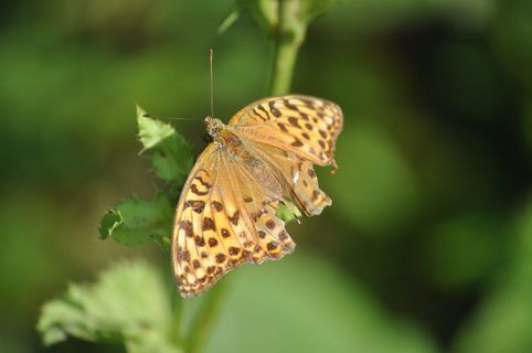 蝴蝶，自然，昆虫，美味，美味，一个动物，野生动物，动物主题