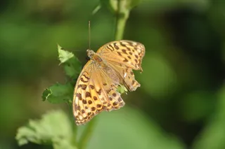 蝴蝶，自然，昆虫，美味，美味，一个动物，野生动物，动物主题