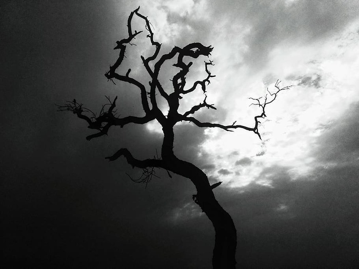 剪影、植物、树木、树干、自然、橡木、天气、户外