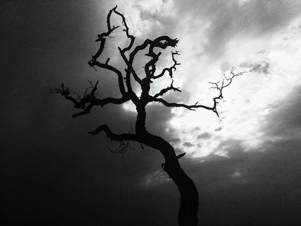 剪影、植物、树木、树干、自然、橡木、天气、户外