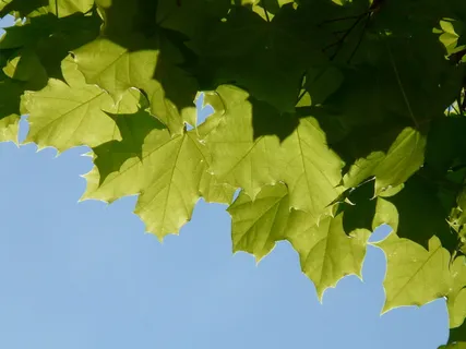 枫树,枫叶,叶子,树,绿色,浅色,挪威枫树,槭树 枫树,枫叶,叶子,树,绿色,浅色,挪威枫树,槭树