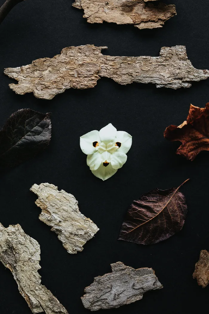 白色花瓣的花、叶子、植物、矿物、水晶、岩石、石英、树木