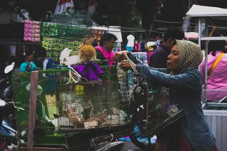 照顾关在笼子里的兔子和鸟的女人