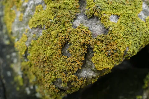 自然,地衣,岩石,苔藓,植物,特写,没有人,生长 自然,地衣,岩石,苔藓,植物,特写,没有人,生长