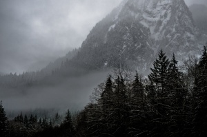 寒冷，多雾，森林，高山，自然，雪，树木，冬天