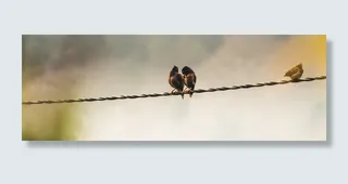 鸟，电线，宽屏，纸，苍蝇，飞行，动物，弦