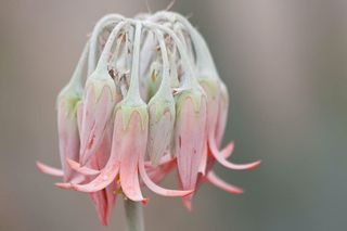 微距摄影、粉色、花卉、植物、自然、钟形、粉彩、浅绿色