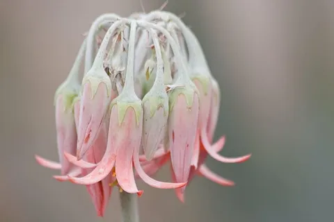 微距摄影、粉色、花卉、植物、自然、钟形、粉彩、浅绿色 微距摄影、粉色、花卉、植物、自然、钟形、粉彩、浅绿色