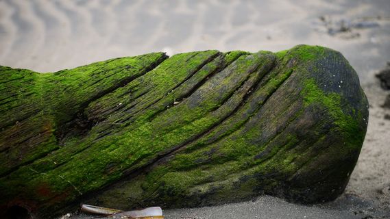爱尔兰都柏林绿色土地无人自然苔藓白天
