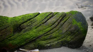 爱尔兰都柏林绿色土地无人自然苔藓白天