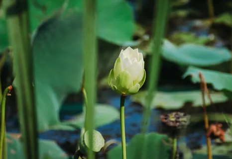 百合，水，睡莲，自然，植物，花园，植物，花朵