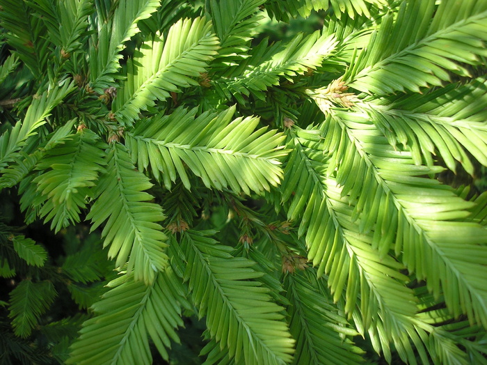 枝，红杉，红木枝，针叶，嫩枝，绿色，生长，植物