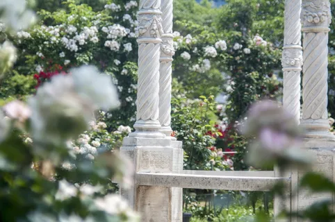 keisei玫瑰园，白色，树，植物，玫瑰，露台，花朵，开花植物